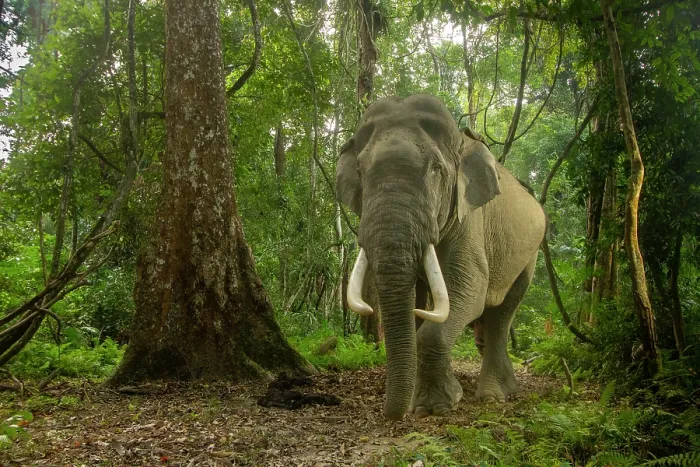 Framed Print : Indian elephant (Elephas maximus indicus) male tusker walking through rainforest, Kaziranga Tiger Reserve, India. Endangered. Camera trap image Framed Print : Indian elephant (Elephas maximus indicus) male tusker walking through rainforest, Kaziranga Tiger Reserve, India. Endangered. Camera trap image