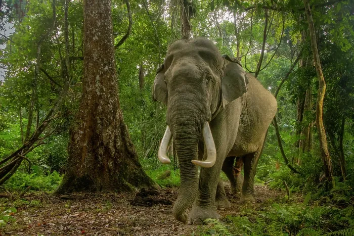 Framed Print : Indian elephant (Elephas maximus indicus) male tusker walking through rainforest, Kaziranga Tiger Reserve, India. Endangered. Camera trap image Framed Print : Indian elephant (Elephas maximus indicus) male tusker walking through rainforest, Kaziranga Tiger Reserve, India. Endangered. Camera trap image