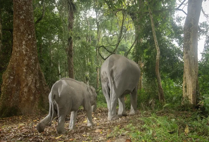 Framed Print : Indian elephant (Elephas maximus indicus) mother and calf walking through rainforest, Kaziranga Tiger reserve, Assam India. Endangered. Camera trap image Framed Print : Indian elephant (Elephas maximus indicus) mother and calf walking through rainforest, Kaziranga Tiger reserve, Assam India. Endangered. Camera trap image
