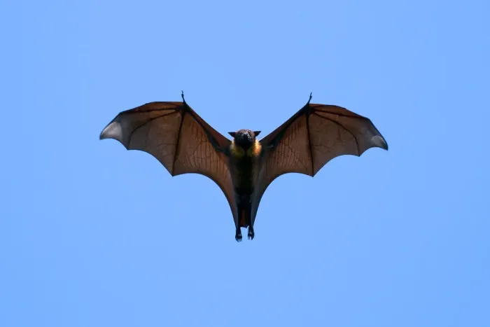 Framed Print : Indian Flying Fox (Pteropus giganteus), flying, India Framed Print : Indian Flying Fox (Pteropus giganteus), flying, India
