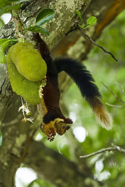 Indian giant squirrel (Ratufa indica) feeding on Jackfruit, Kaziranga National Park