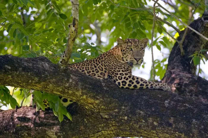 Framed Print : Indian Leopard (Panthera pardus fusca), subspecies from Asia, male resting on tree Framed Print : Indian Leopard (Panthera pardus fusca), subspecies from Asia, male resting on tree