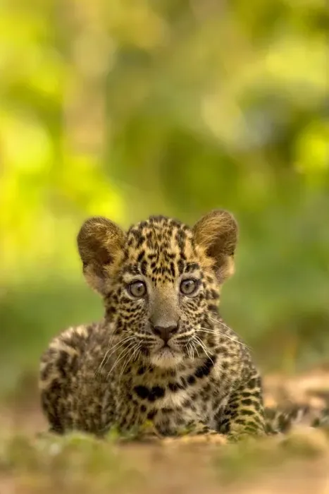 Framed Print : Indian leopard (Panthera pardus fusca) cub, portrait. Nagarhole National Park, India