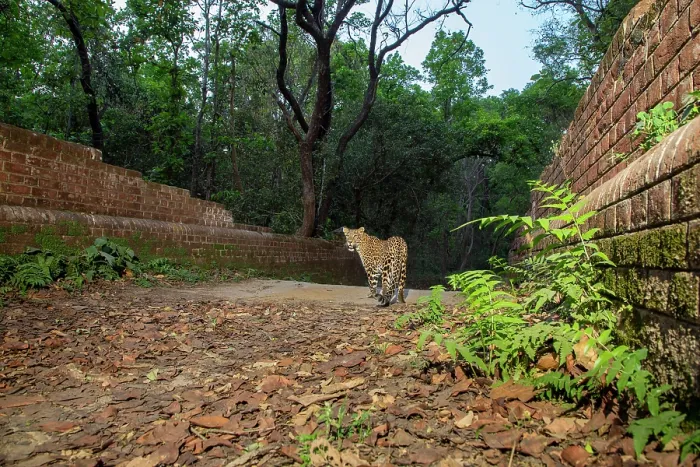 Framed Print : Indian leopard (Panthera pardus fusca) walking across a bridge over the Sharda canal system, one of the biggest and oldest irrigation systems of Uttar Pradesh Framed Print : Indian leopard (Panthera pardus fusca) walking across a bridge over the Sharda canal system, one of the biggest and oldest irrigation systems of Uttar Pradesh
