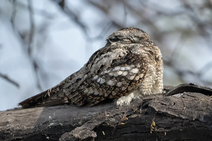 Framed Print : Indian nightjar (Caprimulgus asiaticus) perched on branch, Keoladeo Ghana National Park, Bharatpur, Rajasthan, India