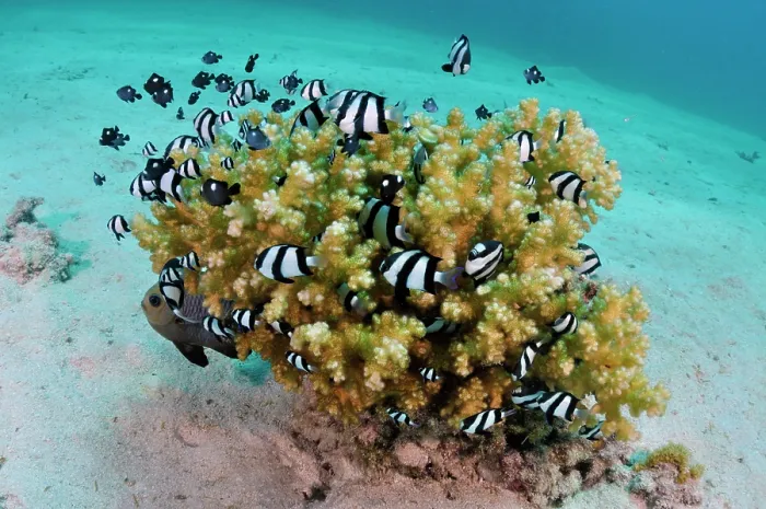 Framed Print : Indian Ocean humbug (Dascyllus abudafur) shoal swimming around Pocillopora coral, Marsa Alam, Egypt, Red Sea Framed Print : Indian Ocean humbug (Dascyllus abudafur) shoal swimming around Pocillopora coral, Marsa Alam, Egypt, Red Sea