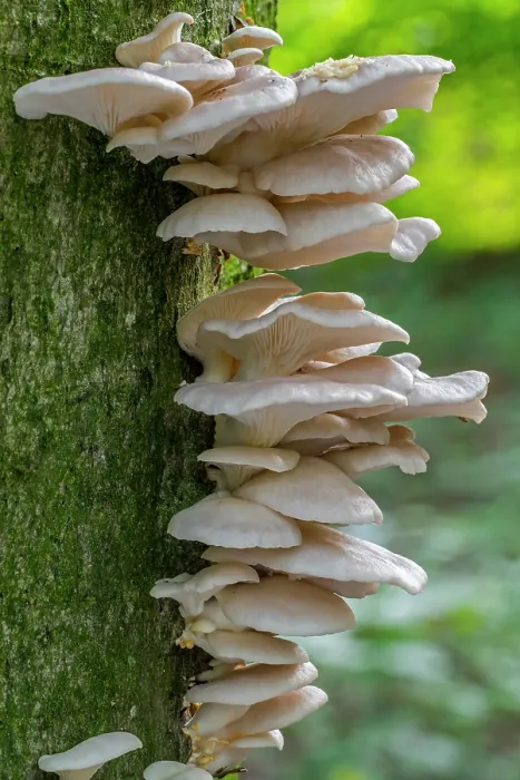 Framed Print : Indian oyster (Pleurotus pulmonarius) fungi on broadleaf tree trunk in forest in autumn, Flanders, Belgium. October Framed Print : Indian oyster (Pleurotus pulmonarius) fungi on broadleaf tree trunk in forest in autumn, Flanders, Belgium. October