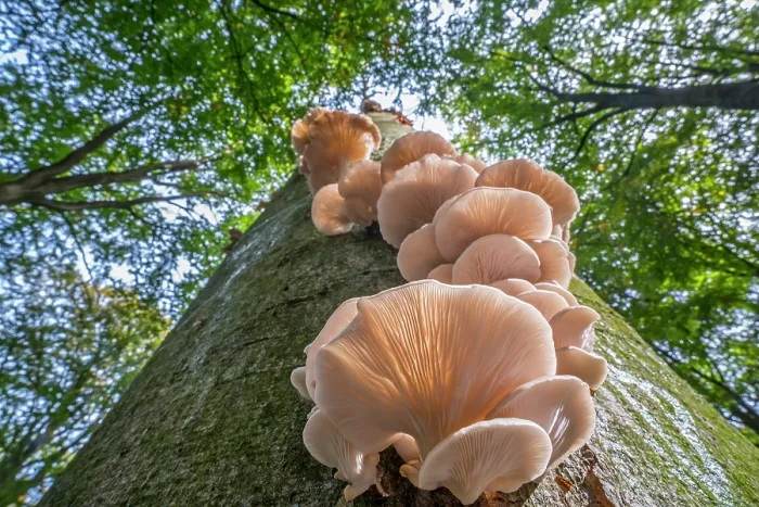 Framed Print : Indian oyster (Pleurotus pulmonarius) fungi on broadleaf tree trunk in forest in autumn, Flanders, Belgium. October Framed Print : Indian oyster (Pleurotus pulmonarius) fungi on broadleaf tree trunk in forest in autumn, Flanders, Belgium. October
