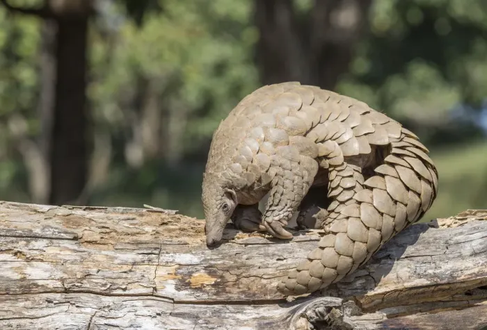 Framed Print : Indian pangolin (Manis crassicaudata) foraging for food, probably termites, Kanha National Park Framed Print : Indian pangolin (Manis crassicaudata) foraging for food, probably termites, Kanha National Park