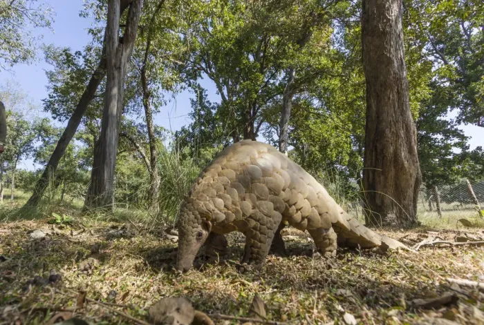 Framed Print : Indian pangolin (Manis crassicaudata) foraging for food, Kanha National Park, Madhya Pradesh Framed Print : Indian pangolin (Manis crassicaudata) foraging for food, Kanha National Park, Madhya Pradesh