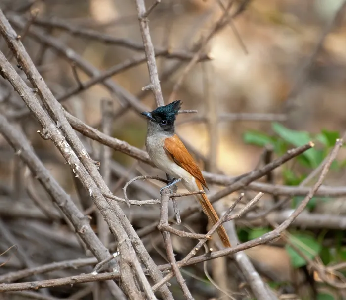 Framed Print : Indian paradise flycatcher (Terpsiphone paradisi) female, perched on a branch, Sattal, Uttarakhand, India Framed Print : Indian paradise flycatcher (Terpsiphone paradisi) female, perched on a branch, Sattal, Uttarakhand, India