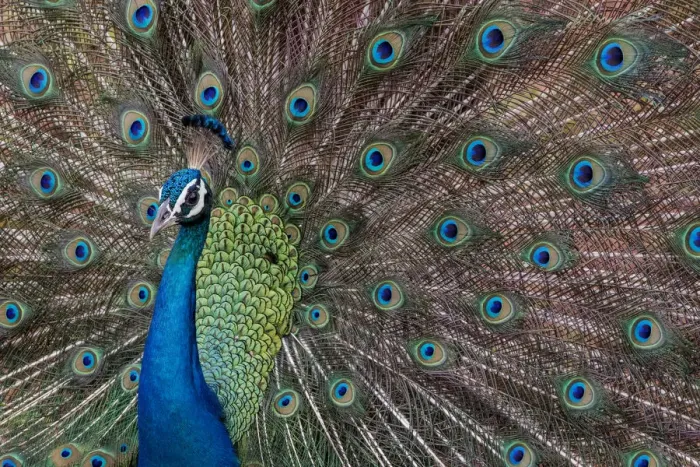 Framed Print : Indian peafowl (Pavo cristatus) peacock walking and displaying feathers, Yala National Park Framed Print : Indian peafowl (Pavo cristatus) peacock walking and displaying feathers, Yala National Park
