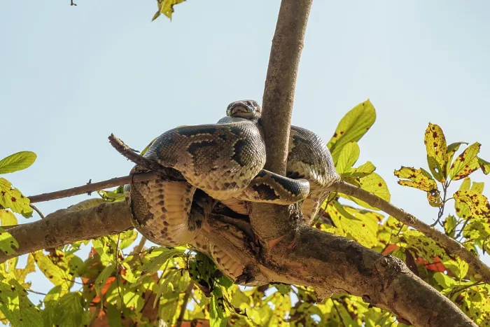 Framed Print : Indian python (Python molurus) resting in a tree near a waterhole, Bardiya National Park, Terai region, Nepal Framed Print : Indian python (Python molurus) resting in a tree near a waterhole, Bardiya National Park, Terai region, Nepal