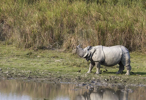 Indian rhinoceros (Rhinoceros unicornis), male sniffing air for possible mate