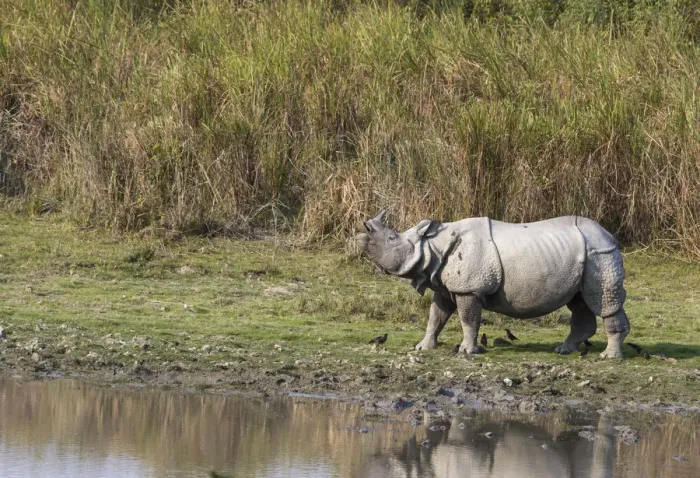Framed Print : Indian rhinoceros (Rhinoceros unicornis), male sniffing air for possible mate Framed Print : Indian rhinoceros (Rhinoceros unicornis), male sniffing air for possible mate