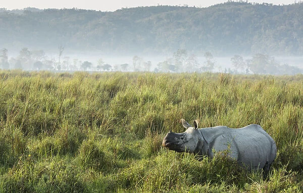 Indian rhinoceros (Rhinoceros unicornis) in tall grass