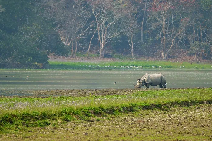 Framed Print : Indian rhinoceros (Rhinoceros unicornis) drinking in river, Jim Corbett National Park, Uttarakhand, India Framed Print : Indian rhinoceros (Rhinoceros unicornis) drinking in river, Jim Corbett National Park, Uttarakhand, India