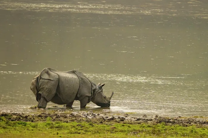 Framed Print : Indian rhinoceros (Rhinoceros unicornis) drinking in river, Jim Corbett National Park, Uttarakhand, India Framed Print : Indian rhinoceros (Rhinoceros unicornis) drinking in river, Jim Corbett National Park, Uttarakhand, India