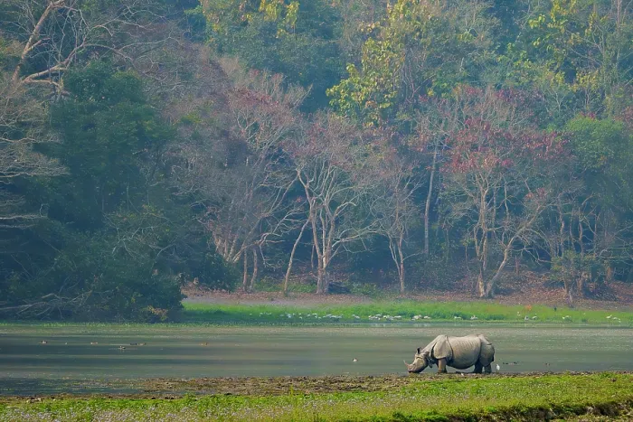 Framed Print : Indian rhinoceros (Rhinoceros unicornis) drinking in river, Jim Corbett National Park, Uttarakhand, India Framed Print : Indian rhinoceros (Rhinoceros unicornis) drinking in river, Jim Corbett National Park, Uttarakhand, India