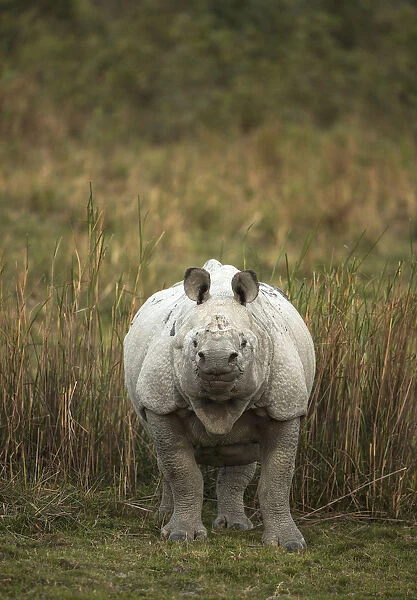 Indian rhinoceros (Rhinoceros unicornis) female. Kaziranga National Park, India