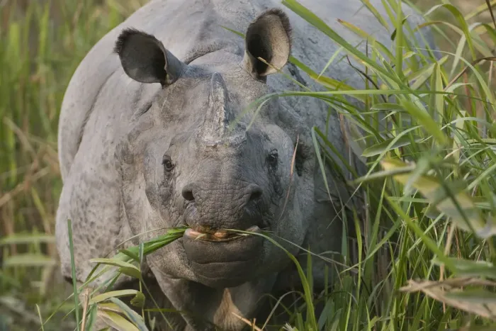 Framed Print : Indian Rhinoceros (Rhinoceros unicornis) grazing, Kaziranga NP, Assam, India