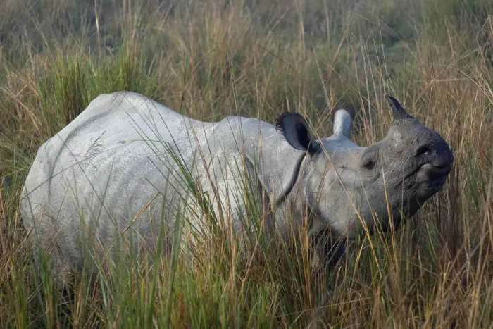 Framed Print : Indian Rhinoceros (Rhinoceros unicornis) in long grass. Kaziranga National Park, India Framed Print : Indian Rhinoceros (Rhinoceros unicornis) in long grass. Kaziranga National Park, India