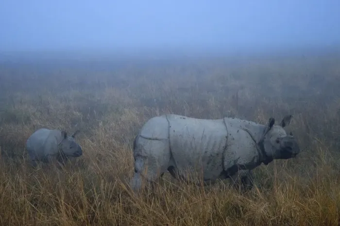 Framed Print : Indian Rhinoceros (Rhinoceros unicornis) mother with calf. Kaziranga National Park, India Framed Print : Indian Rhinoceros (Rhinoceros unicornis) mother with calf. Kaziranga National Park, India