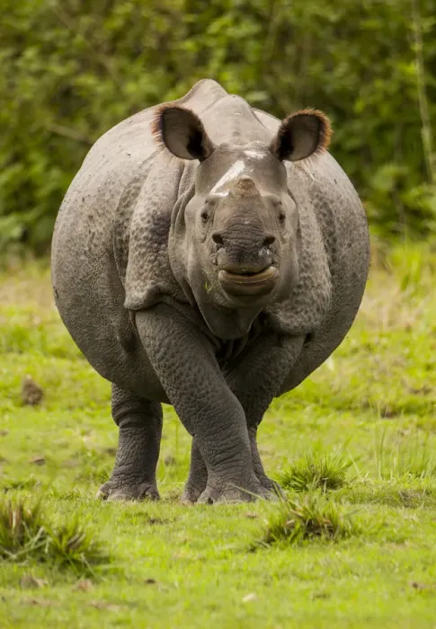 Framed Print : Indian rhinoceros (Rhinoceros unicornis) portrait. Manas National Park UNESCO World Heritage Site Framed Print : Indian rhinoceros (Rhinoceros unicornis) portrait. Manas National Park UNESCO World Heritage Site