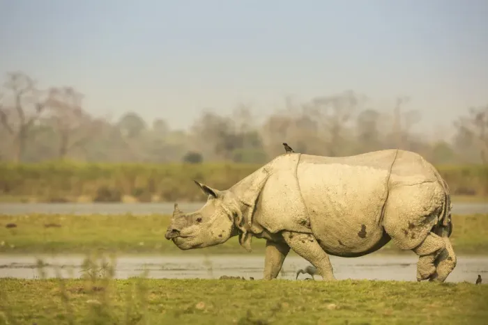Framed Print : Indian rhinoceros (Rhinoceros unicornis) in wetland, Kaziranga National Park, India Framed Print : Indian rhinoceros (Rhinoceros unicornis) in wetland, Kaziranga National Park, India