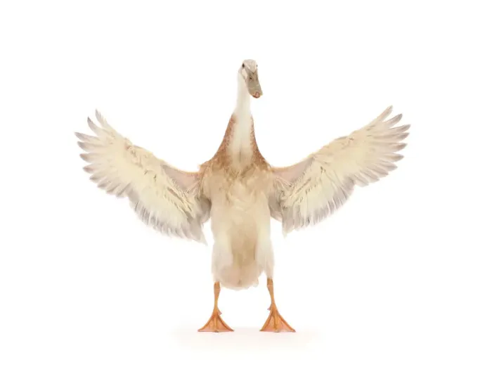 Framed Print : Indian Runner Duck, flapping wings Framed Print : Indian Runner Duck, flapping wings