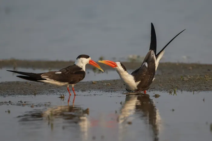 Framed Print : Indian skimmers (Rynchops albicollis) pair, courtship display, Chambal river, Dholpur, Rajastahn, India Framed Print : Indian skimmers (Rynchops albicollis) pair, courtship display, Chambal river, Dholpur, Rajastahn, India