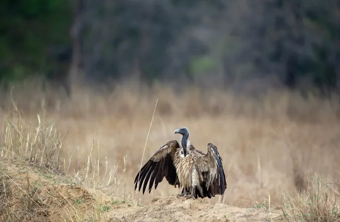 Framed Print : Indian vulture (Gyps indicus) standing on dry ground, Bandhavgarh Tiger Reserve, Madhya Pradesh, India. Critically endangered Framed Print : Indian vulture (Gyps indicus) standing on dry ground, Bandhavgarh Tiger Reserve, Madhya Pradesh, India. Critically endangered