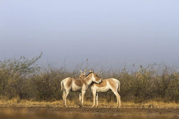 Indian wild ass (Equus hemionus khur), pair grooming each other, Little Rann of Kutch
