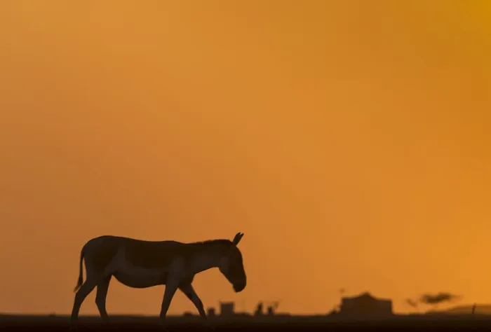Framed Print : Indian wild ass (Equus hemionus khur), walking at sunset, Little Rann of Kutch, Gujarat Framed Print : Indian wild ass (Equus hemionus khur), walking at sunset, Little Rann of Kutch, Gujarat