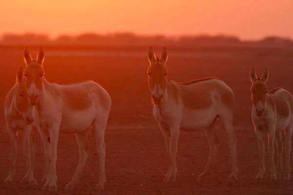 Indian wild ass (Equus hemionus khur), backlit at sunset, Little Rann of Kutch, Gujarat