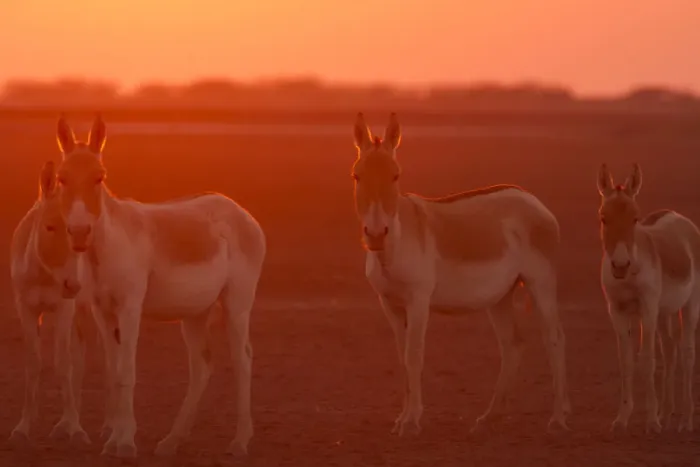 Framed Print : Indian wild ass (Equus hemionus khur), backlit at sunset, Little Rann of Kutch, Gujarat Framed Print : Indian wild ass (Equus hemionus khur), backlit at sunset, Little Rann of Kutch, Gujarat