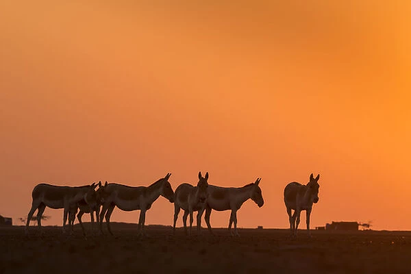 Indian wild ass (Equus hemionus khur), herd walking at sunset, Little Rann of Kutch