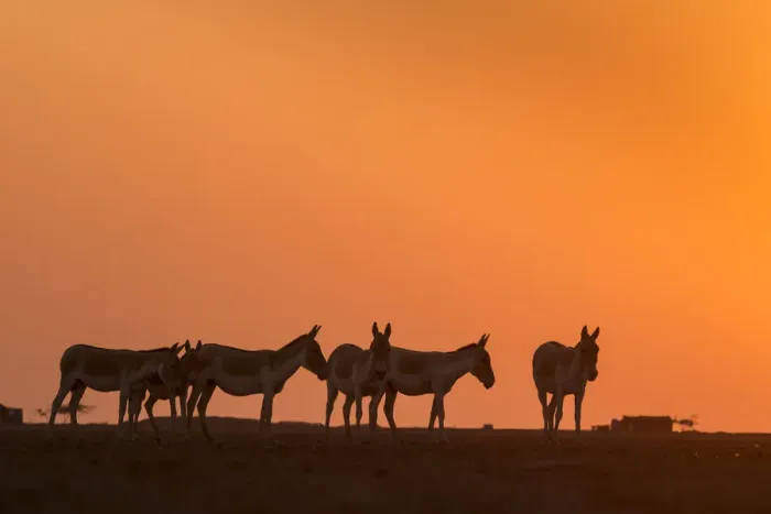 Framed Print : Indian wild ass (Equus hemionus khur), herd walking at sunset, Little Rann of Kutch Framed Print : Indian wild ass (Equus hemionus khur), herd walking at sunset, Little Rann of Kutch