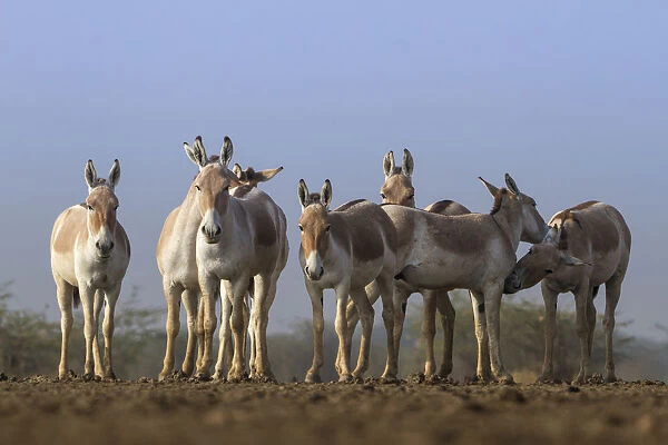Indian wild ass (Equus hemionus khur), group standing together, Little Rann of Kutch
