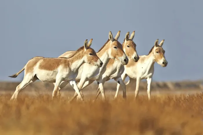 Framed Print : Indian wild asses (Equus hemionus khur), Wild Ass Sanctuary, Little Rann of Kutch Framed Print : Indian wild asses (Equus hemionus khur), Wild Ass Sanctuary, Little Rann of Kutch