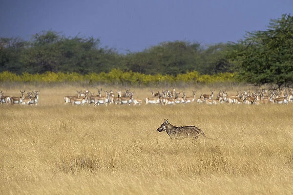 Indian wolfA (Canis lupus pallipes) walking past prey, herd of BlackbuckA (Antilope cervicapra)