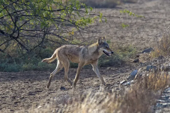 Framed Print : Indian wolfA(Canis lupus pallipes), walking, Gujarat, India