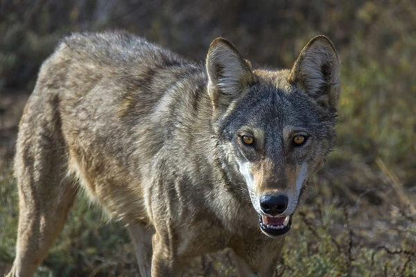 Indian wolfA(Canis lupus pallipes), portrait, Gujarat, India