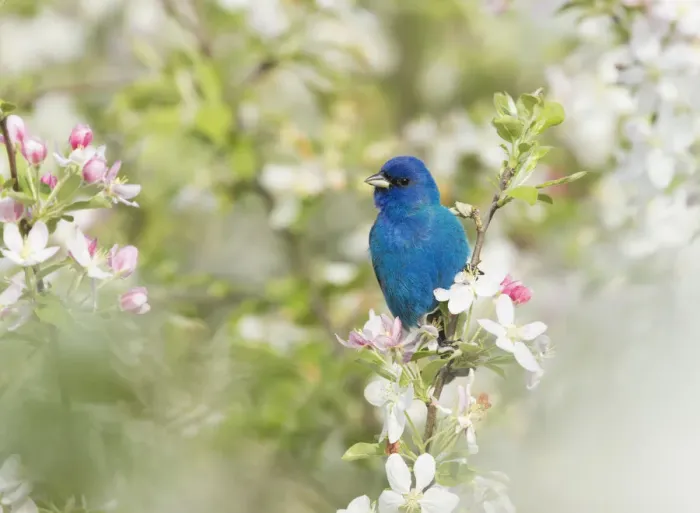 Framed Print : Indigo Bunting (Passerina cyanea) male in breeding plumage perched in Crabapple (Malus sp Framed Print : Indigo Bunting (Passerina cyanea) male in breeding plumage perched in Crabapple (Malus sp