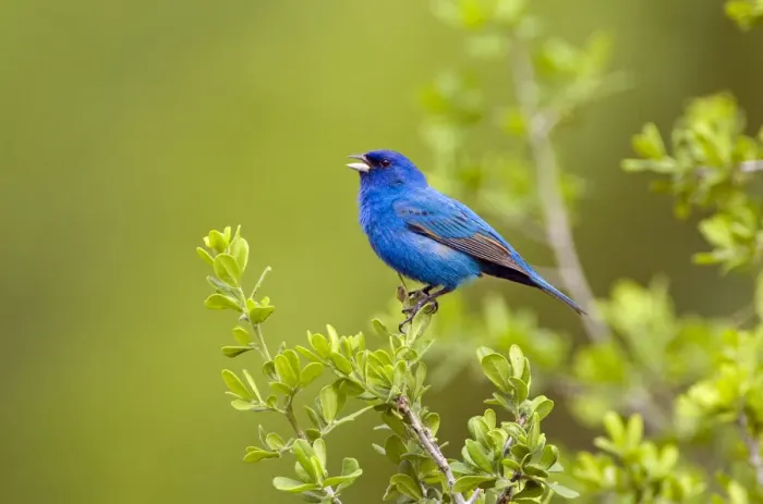 Framed Print : Indigo Bunting (Passerina cyanea) male perched, Texas, USA Framed Print : Indigo Bunting (Passerina cyanea) male perched, Texas, USA