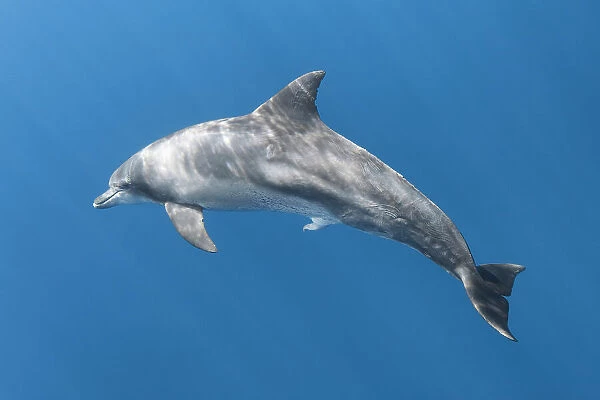Indo-Pacific bottlenose dolphin (Tursiops aduncus) with penis extended. Ogasawara  /  Bonin Islands, Japan