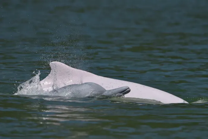 Framed Print : Indo-Pacific humpback dolphins (Sousa chinensis) at surface, Tai O, Lantau Island Framed Print : Indo-Pacific humpback dolphins (Sousa chinensis) at surface, Tai O, Lantau Island