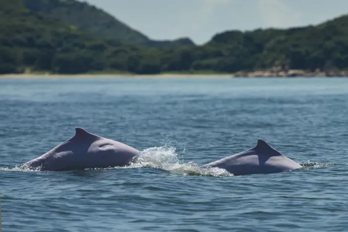 Framed Print : Indo-Pacific humpback dolphins (Sousa chinensis) surfacing, Tai O, Lantau Island Framed Print : Indo-Pacific humpback dolphins (Sousa chinensis) surfacing, Tai O, Lantau Island