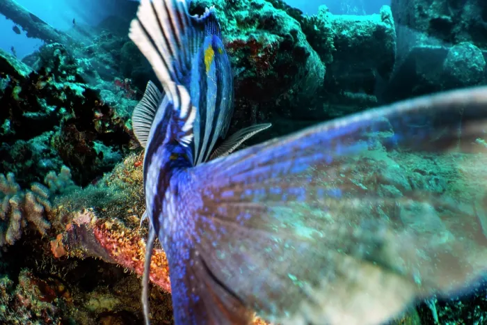 Framed Print : Indo-pacific sergeant (Abudefduf vaigiensis) male, guarding its eggs on the SS Thistlegorm wreck, using its tail to push away an intruder, Sha'ab Ali, Sinai, Egypt, Red Sea Framed Print : Indo-pacific sergeant (Abudefduf vaigiensis) male, guarding its eggs on the SS Thistlegorm wreck, using its tail to push away an intruder, Sha'ab Ali, Sinai, Egypt, Red Sea
