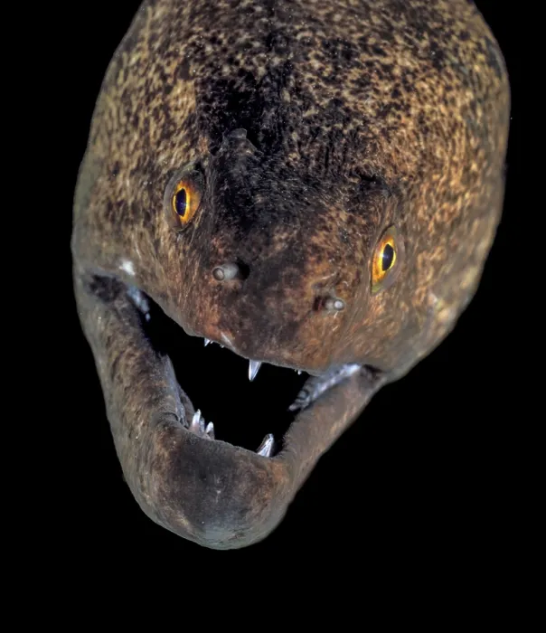 Framed Print : Indo-Pacific yellowmargin moray (Gymnothorax flavimarginatus) head portrait, reaches a maximum length of 120cm. Cocos Island, Costa Rica, Pacific Ocean Framed Print : Indo-Pacific yellowmargin moray (Gymnothorax flavimarginatus) head portrait, reaches a maximum length of 120cm. Cocos Island, Costa Rica, Pacific Ocean